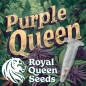 Preview: Purple Queen Photo (Photoperiodic Indica)